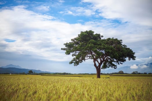 The bishop wood on Brown Avenue, Chishang, Taitung, Taiwan