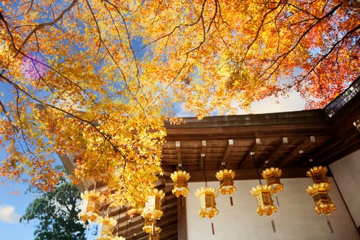 The Best beautiful picture of colorful maple leaves