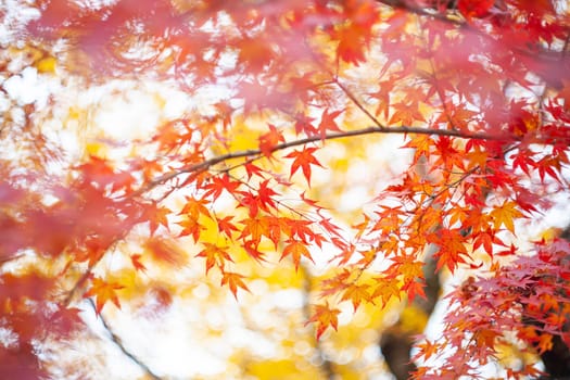 The Best beautiful picture of colorful maple leaves