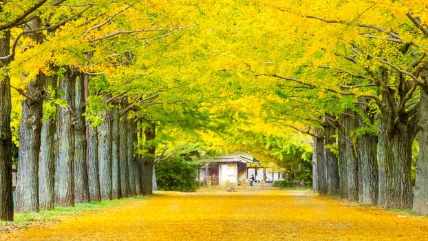 The street nearby Meiji Jingu Gaien that has beautiful Ginkgo along the lenght of the street