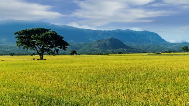 The Landscape View Of Beautiful Paddy Field With Sunrise At Brown Avenue , Chishang, Taitung, Taiwan