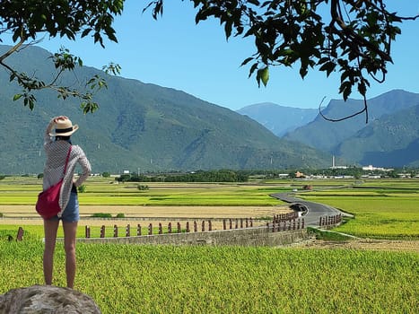 The Landscape View Of Beautiful Paddy Field With Sunrise At Brown Avenue , Chishang, Taitung, Taiwan