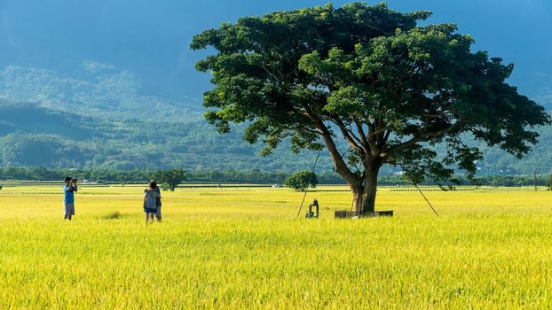 The Landscape View Of Beautiful Paddy Field With Sunrise At Brown Avenue , Chishang, Taitung, Taiwan