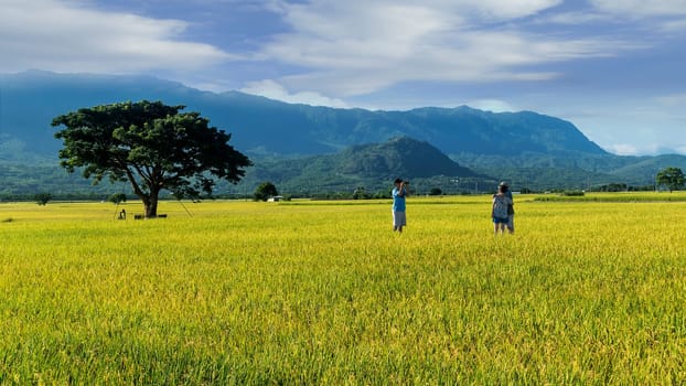 The Landscape View Of Beautiful Paddy Field With Sunrise At Brown Avenue , Chishang, Taitung, Taiwan
