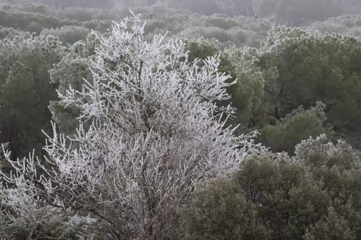 beautiful storm of cold and snow frost ice under zero ice