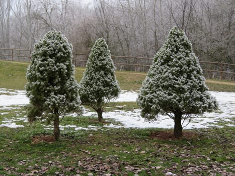 beautiful landscape frozen trees by cold and snow