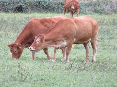 Beautiful picture of cow of great beauty and size