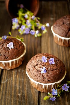 chocolate cupcake with black background and blue spring flowers. Vertical image