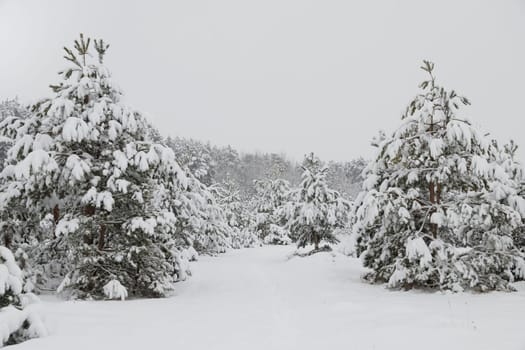 Falling snow in the winter spruce forest