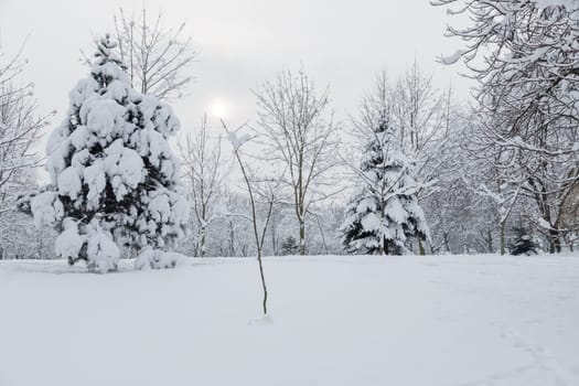 Snow covered Christmas forest. Snow covered spruce trees in cloudy day