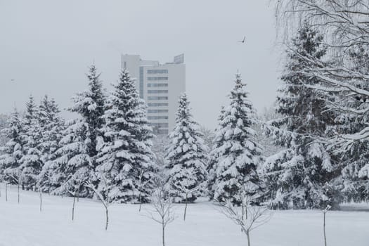 Snow covered fir trees in the city park