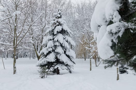 Snow covered Christmas forest. Snow covered spruce trees in cloudy day