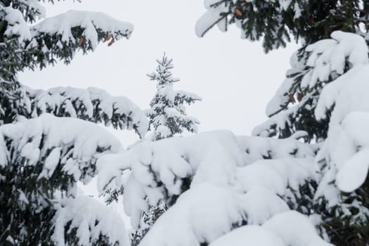 Snowy fir trees and branches in winter forest.