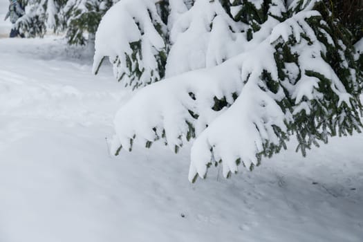 Snowy fir trees and branches in winter forest.