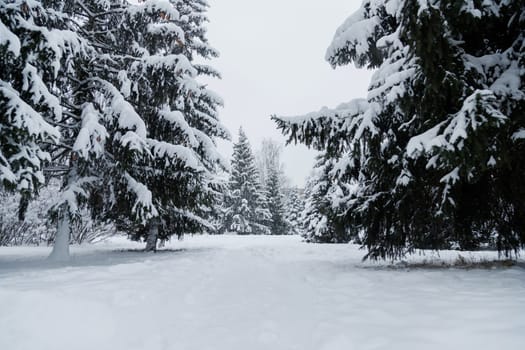 Snow covered Christmas forest. Snow covered spruce trees in cloudy day