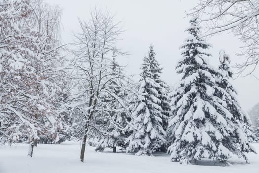 Winter landscape with trees covered with snow.