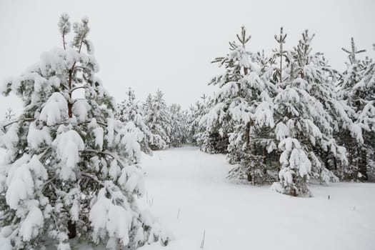Trees covered with hoarfrost and snow in forest