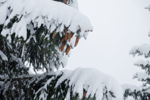 Snowy fir trees and branches in winter forest.