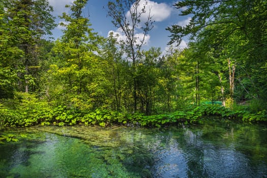 Clean, turquoise pond or lake surrounded by lush green plants and forest in Plitvice Lakes National Park UNESCO World Heritage, Croatia