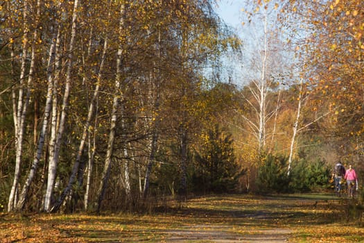Landscape in the National Park Maasduinen in the Netherlands
