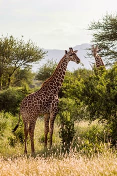 Two giraffes in the savannah of Tsavo East Park with their gaze towards us