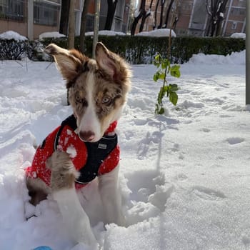 the great historic filomena  snowfall in Madrid