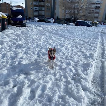 the great historic filomena  snowfall in Madrid