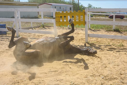 The horse rolls and rolls on the sand, raising clouds of dust