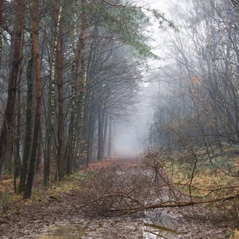 winter nature landscape - foggy forest - Brachter Wald in Germany