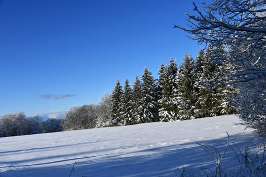 winter landscape