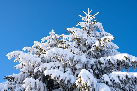 winter landscape