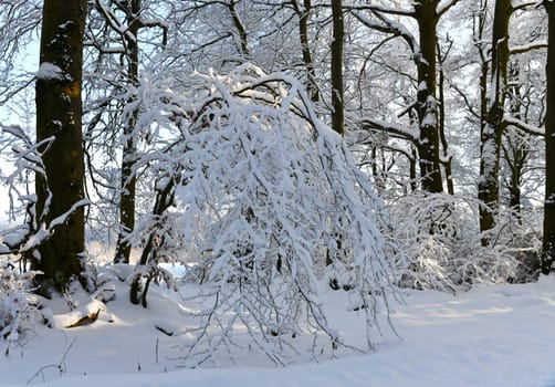 winter landscape