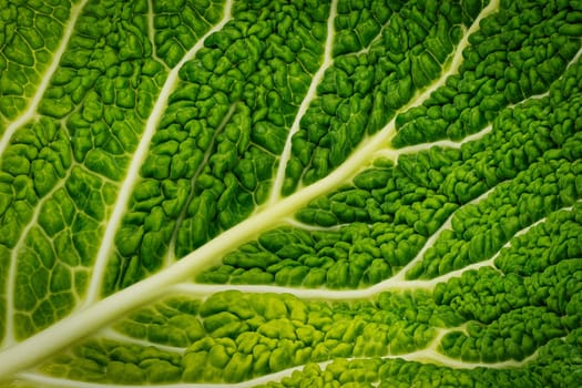 Gabbage Leaf Close Up, studio shot of green vegetable