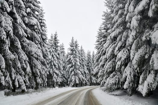 white nature