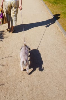 Low section view of a woman carrying shopping bags and pulling a dog