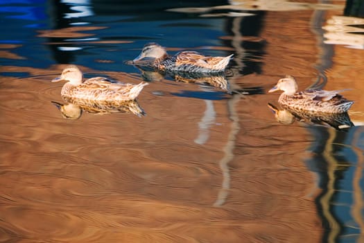 Side profile of three ducks in a lake