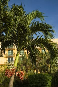 Low angle view of a palm tree in front of a residential building, Miami, Florida, USA