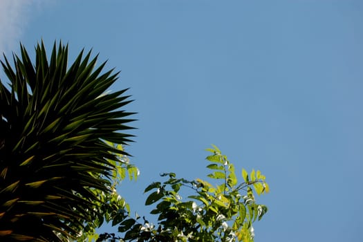 Low angle view of plants