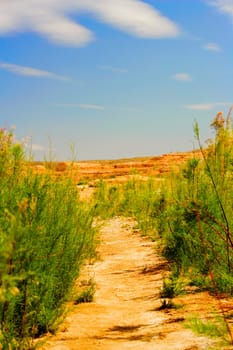 Bushes on a landscape, Las Vegas, Nevada, USA