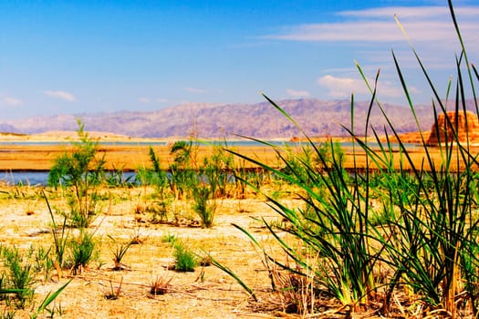 Grass on the beach, Las Vegas, Nevada, USA