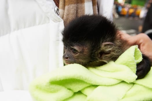 Mid section view of a person holding a monkey