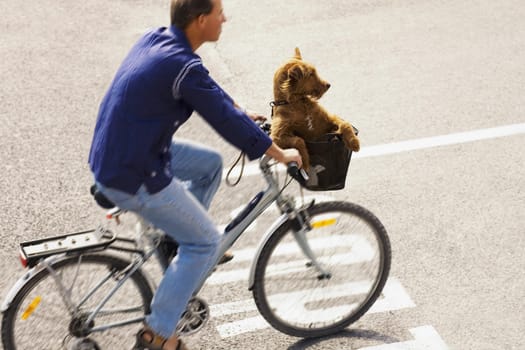 Side profile of a young man riding a bicycle with a dog sitting in a basket, Barcelona, Spain