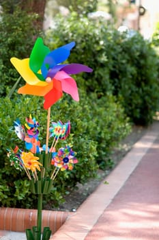 Close-up of a pinwheel