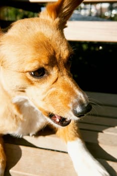 Close-up of a dog lying on a bench
