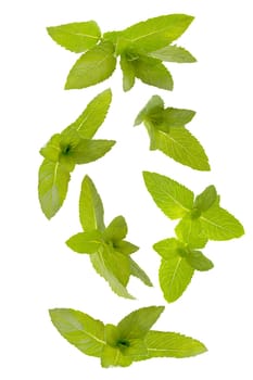 Isolated herbs. Seven tufts of peppermint leaves in the air on white with clipping path as package design element. Full depth of field. Food levitation concept.