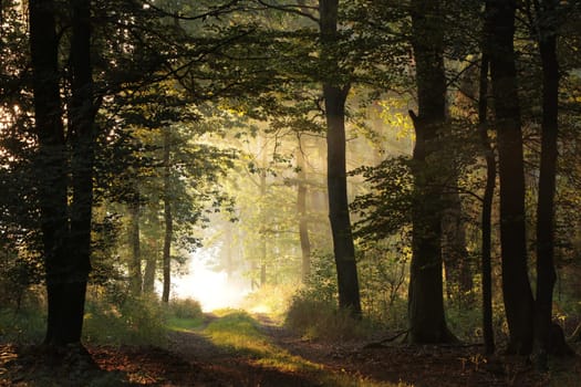 A forest path among oak trees on a misty autumn morning