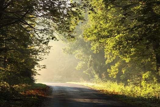 A forest path among oak trees on a misty autumn morning