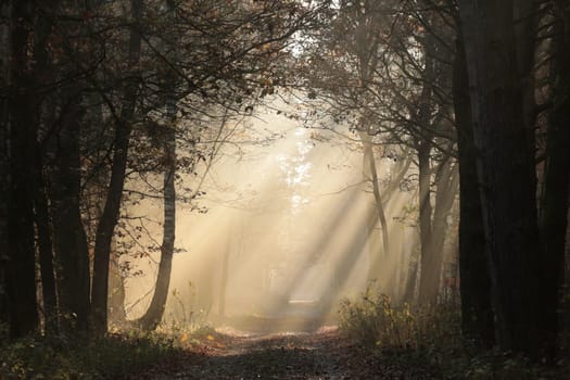 A forest path among oak trees on a misty autumn morning