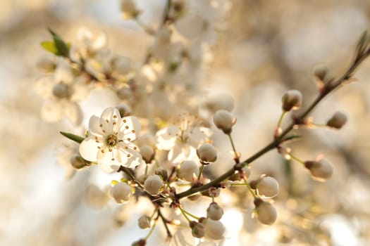Spring flowers blooming on a tree