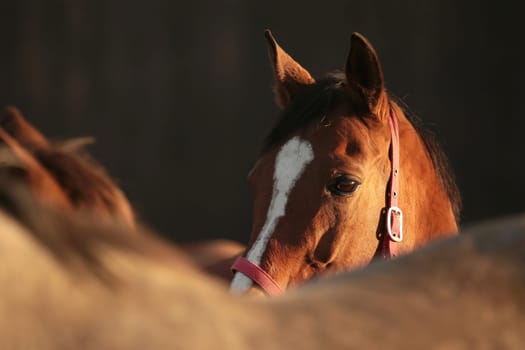Horse on the pasture at dusk